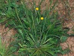 Image result for Hypochaeris