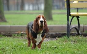 Bloodline basset hounds in washington for show and for pets. Basset Hound Dog Breed Info Wallpaper Puppy Videos