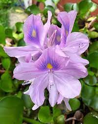 5 Water Hyacinth Floating Flower Plants For Koi Pond Biological Filter Floating Flowers Planting Flowers Water Hyacinth