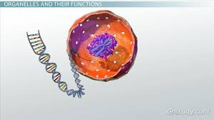 Cell organelles quiz questions and answers pdf: Organelles In Cells Definition Functions Video Lesson Transcript Study Com