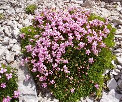 Image result for Silene abyssinica