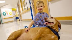 Maybe you would like to learn more about one of these? Gerald B Shreiber Pet Therapy Program Children S Hospital Of Philadelphia