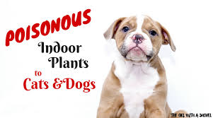Check spelling or type a new query. 15 Poisonous Houseplants For Pets The Girl With A Shovel
