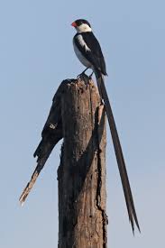 The american redstarts are small birds who belong to the family of new world warblers. Pin Tailed Whydah Wikipedia