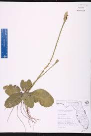 Image result for Elytraria