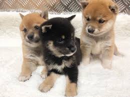 Shiba inu price depends on various factors such as lineage, sex, and types of registration. Adorable Shiba Inu Puppies For Sale And Adoption Home Facebook
