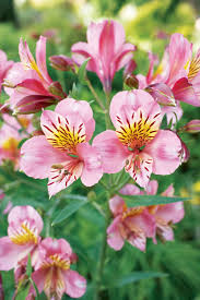 An alphabetical perennials flowers list of all the perennial flowering plants for sale that we currently offer in our plant catalog for the perennial garden. Tried And True Favorites Of Any Western Perennial Flower Garden Sunset Sunset Magazine