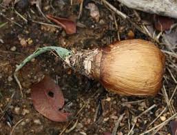 Image result for Ledebouria luteola