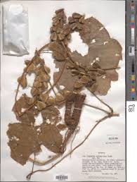 Image result for Dioscorea schimperiana