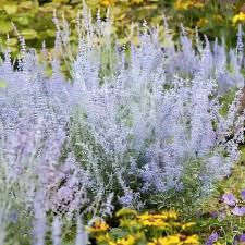 Image result for Perovskia atriplicifolia lacey blue lisslitt photo