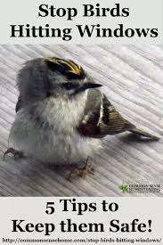 Stop Birds Hitting Windows 5 Tips To Protect Our Feathered Friends Birds Flying Into Windows Backyard Birds Sanctuary Backyard Birds