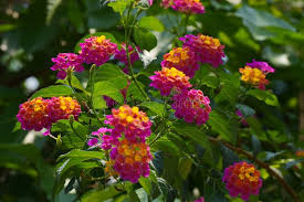 Its flowers are used to produce certain essential oils for aromatherapy. Malayalam Name Photos Free Royalty Free Stock Photos From Dreamstime
