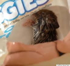 Dead Mouse Found In Packet Of Huggies Baby Wipes By Norwich Mother Leanne  Phelps