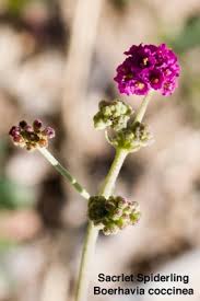 Image result for Boerhavia