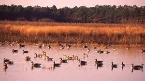 Maybe you would like to learn more about one of these? How To Spend A Day In Blackwater National Wildlife Refuge
