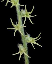 Image result for Holothrix villosa