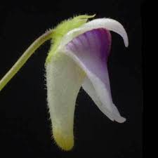 Image result for Genlisea hispidula