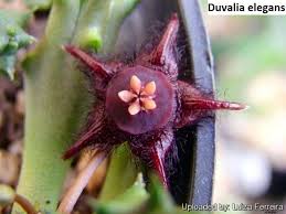 Image result for Duvalia polita