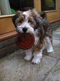 Brown Tibetan Terrier Pup Tibetan Terrier Dog Breeds Havanese Puppies