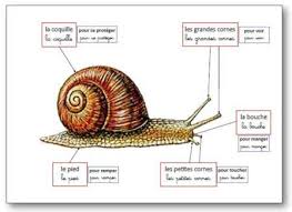 Les Insectes Et Petites Betes Du Jardin En Maternelle Activites Jeux Bricolages Albums Escargot Maternelle Escargot Maternelle