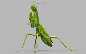 3d Mantis Religiosa Rigged Rigs Praying Mantis Wind Sock