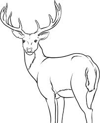 Deer Alpha Male Deer Coloring Page Deer Coloring Pages Animal Outline Deer Drawing