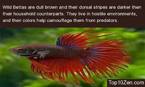 How long do betta fish fight? 20 Interesting Betta Fish Facts To Better Know Your Betta Page 2 Top10zen