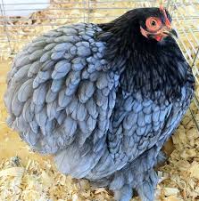 Birds Of A Feather Flock Together Meaning In Malayalam Cochin Hen Blue Cochin Chickens Fancy Chickens Beautiful Chickens