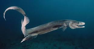 Nature And More Frilled Shark Shark Deep Sea Creatures