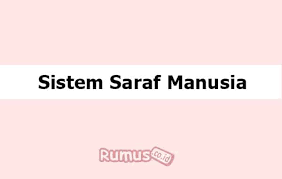 Makalah ini yang berjudul, sistem saraf manusia dalam kajian biologi sebagai bentuk pengajuan tugas dari mata kuliah anatomi fisiologi manusia oleh ibu dra. Sistem Saraf Pengertian Fungsi Jenis Jenis Dan Gambar