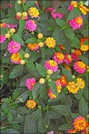 Pin On Flowers Gardening