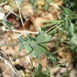 Image result for Coccinia sessilifolia