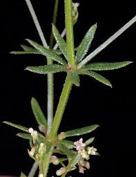Image result for Galium