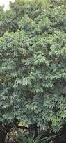 Image result for Hippocratea volkensii