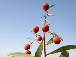 Image result for Maytenus