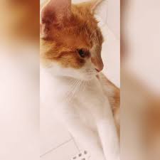 Maly Roztomilous Cat Catstagram Catsofinstagram Instapic Instacat Catsoninstagram Luke Lukeskywalker Lazy Dog Breeds Popular Dog Breeds Most Beautiful Cat Breeds
