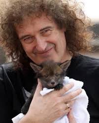 Brian May with the rescued fox cub ❤