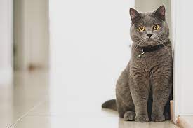 Berikut bagaiman cara merawat kucing british. Kucing Berbulu Pendek British Bristish Shorthair Whiskas