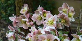 Which flowers bloom in winter season. 19 Best Winter Flowers Flowers That Bloom In Winter