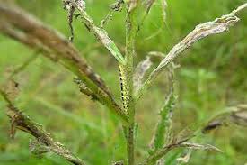 Image result for Ethmia dodecea