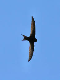 For more information and source, see on this link : Burung Walet Wikipedia Bahasa Indonesia Ensiklopedia Bebas