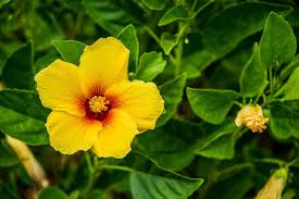 We did not find results for: Here Are The Official State Flowers Of All 50 States Plus D C