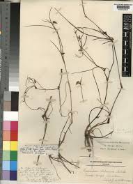 Image result for Commelina purpurea