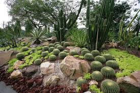 Succulent mixes benefit from organic matter to increase the volume of water a mixture can. Bildergebnis Fur Singapore Botanic Garden Botanischer Garten Alpine Pflanzen Steingarten Ideen