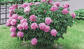 Maybe you would like to learn more about one of these? Die Pfingstrose