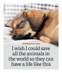 Pin By It S Just A Hot Mess On Dogs Dog Quotes Dogs Cute Animals