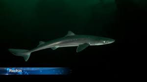 Banc de hamsii (engraulis encrasicholus). Specii De Pesti Din Marea NeagrÄƒ Stavrizi Barbuni Pisica De Mare Youtube