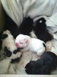 Breeders of champion english bulldogs, french bulldogs and miniature english bulldogs. Newborn French Bulldog Puppies French Bulldog Puppies Bulldog Puppies Dog Person