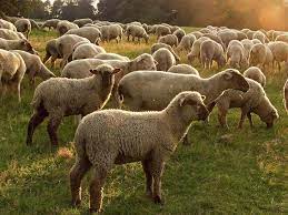 What Is Merino Wool Wool That The Merino Sheep Made Merino Sheep Sheep And Lamb Sheep