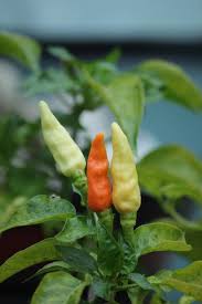 Sambal Ala Bu Rudy Sambal Recipe Indonesian Sambal Recipe Roti Canai Recipe